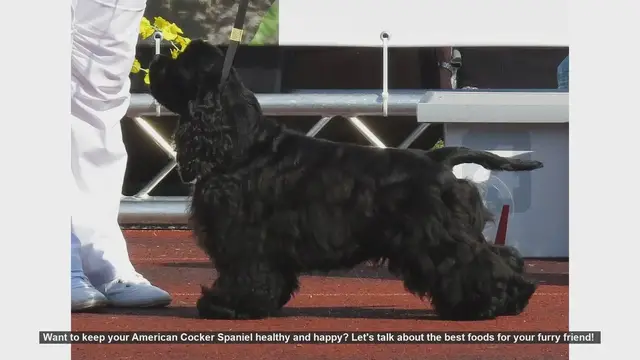 Video thumbnail for Top Foods to Keep Your ATop Foods to Keep Your American Cocker Spaniel Healthy and Happymerican Bully Healthy and Strong