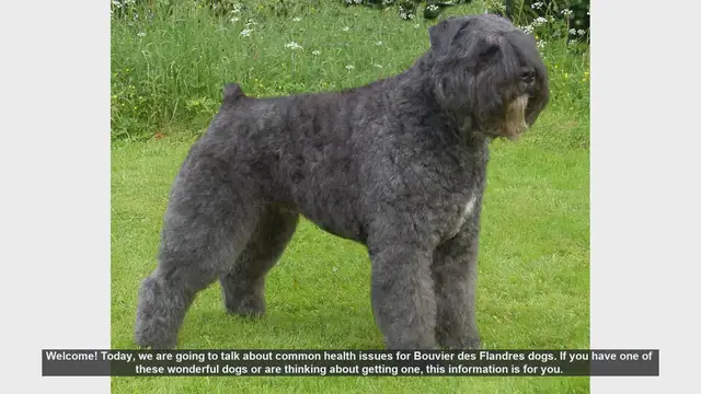 Video thumbnail for Common Health Issues in Bouvier des Flandres Dogs