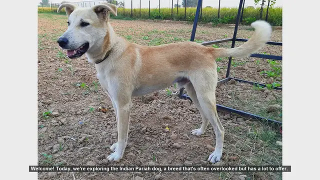 Video thumbnail for Indian Pariah Dog: Pros and Cons of This Resilient Breed