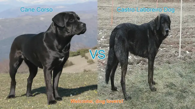 Video thumbnail for Cane Corso vs. Castro Laboreiro Dog: A Comparison of Two Remarkable Breeds