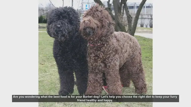 Video thumbnail for Best Diet Tips for Your Barbet Dog: Keep Them Healthy and Happy!