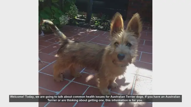 Video thumbnail for Common Health Issues in Australian Terriers: What You Need to Know