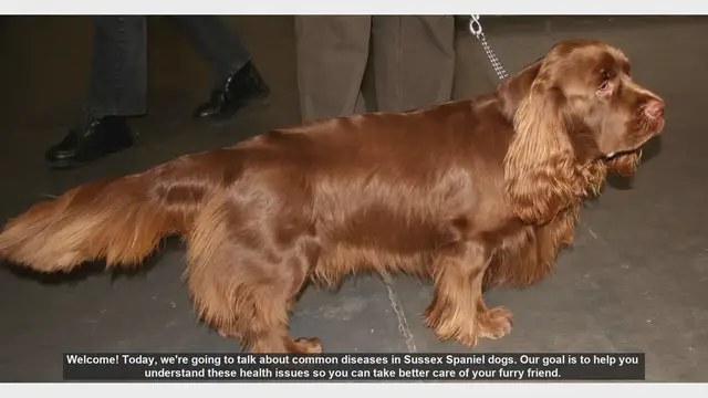 Video thumbnail for Common Health Issues in Sussex Spaniel Dogs: Prevention and Care Tips