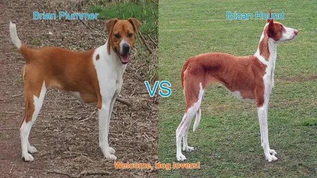 Video thumbnail for Dog Breed Showdown: Brian Plummer Terrier vs. Ibizan Hound
