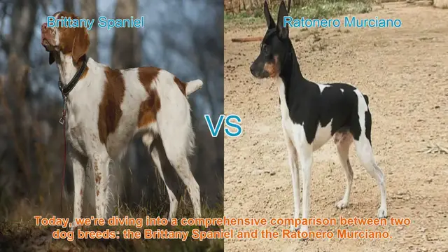 Video thumbnail for Brittany Spaniel vs. Ratonero Murciano: A Comprehensive Comparison