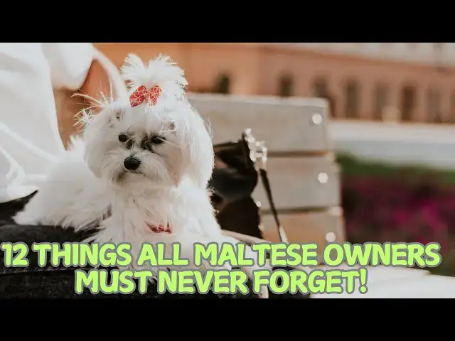 Video thumbnail for 12 Things All Maltese Owners Must Never Forget! 🐕✨