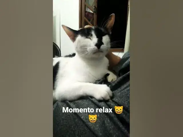 Video thumbnail for Barry momento relax ❤️ #shorts #relax #cats #lovecats #imbituba