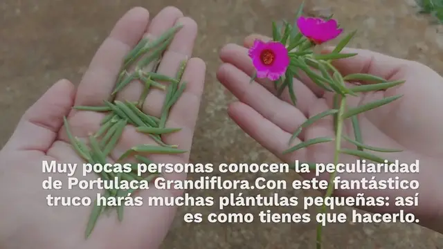 'Video thumbnail for Portulaca Grandiflora, pocas personas conocen este increíble truco'