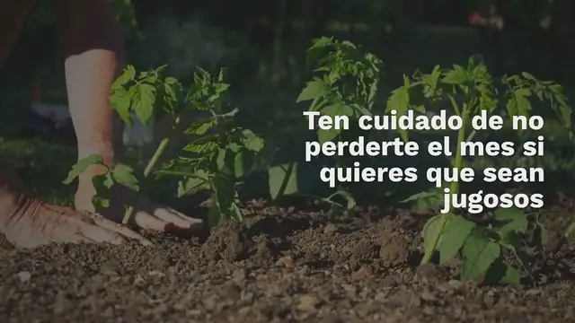 Video thumbnail for ¿Cuándo se siembran los tomates? Ten cuidado de no perderte el mes si quieres que sean jugosos