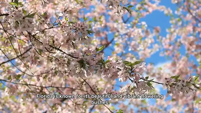 Video thumbnail for flowering bushes in florida