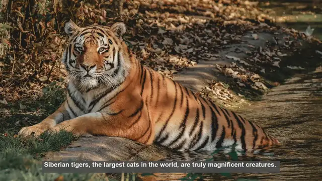 Video thumbnail for 10 Remarkable Traits of Siberian Tigers
