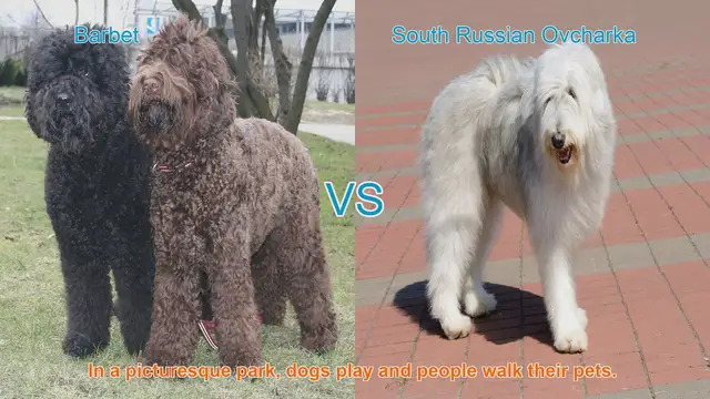 Video thumbnail for Barbet vs. South Russian Ovcharka: A Comparison of Two Distinct Dog Breeds