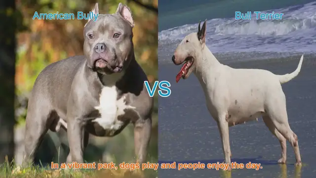 Video thumbnail for American Bully vs. Bull Terrier: A Breed Comparison