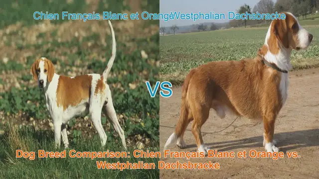Video thumbnail for Dog Breed Comparison: Chien Français Blanc et Orange vs. Westphalian Dachsbracke
