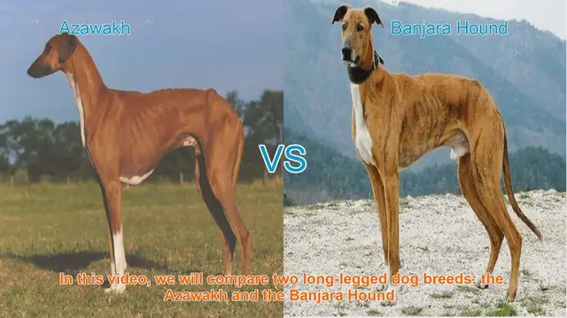 Video thumbnail for Azawakh vs. Banjara Hound: A Comparison of Long-Legged Dog Breeds
