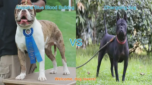Video thumbnail for Alapaha Blue Blood Bulldog VS Chongqing dog