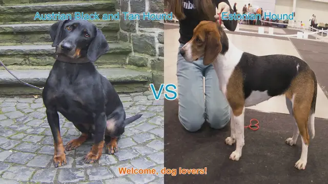 Video thumbnail for Austrian Black and Tan Hound vs. Estonian Hound: A Comprehensive Comparison