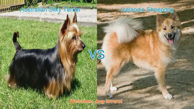 Video thumbnail for Comparing Australian Silky Terrier and Icelandic Sheepdog: A Guide for Dog Lovers