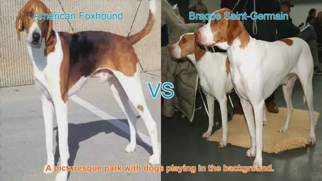 Video thumbnail for American Foxhound vs. Braque Saint-Germain: A Comparison of Two Unique Dog Breeds