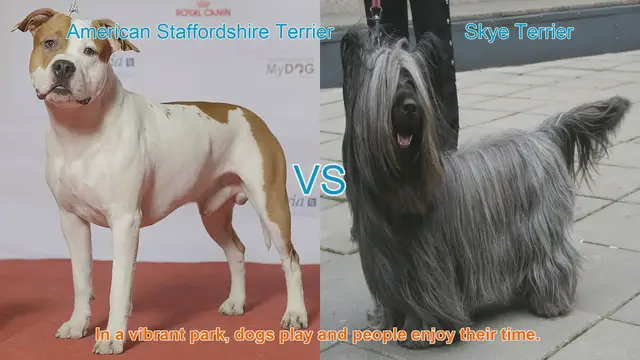 Video thumbnail for American Staffordshire Terrier vs. Skye Terrier: A Breed Comparison