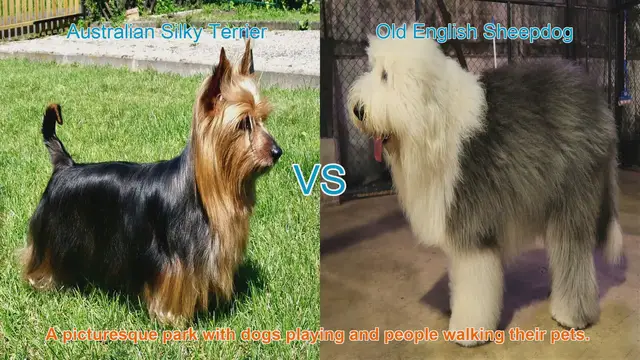 Video thumbnail for Australian Silky Terrier vs. Old English Sheepdog: A Breed Comparison