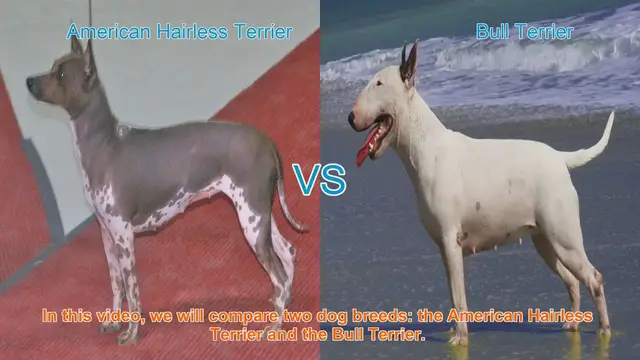 Video thumbnail for American Hairless Terrier vs. Bull Terrier: A Comprehensive Comparison
