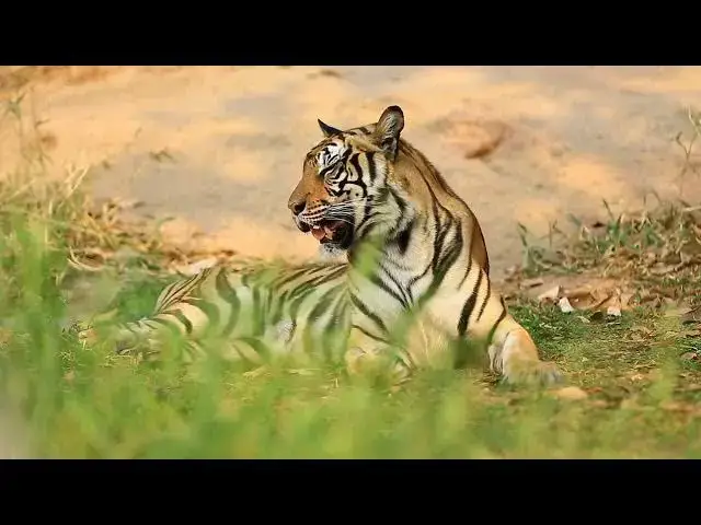 Video thumbnail for How Tigers Utilize Natural Camouflage for Protection?
