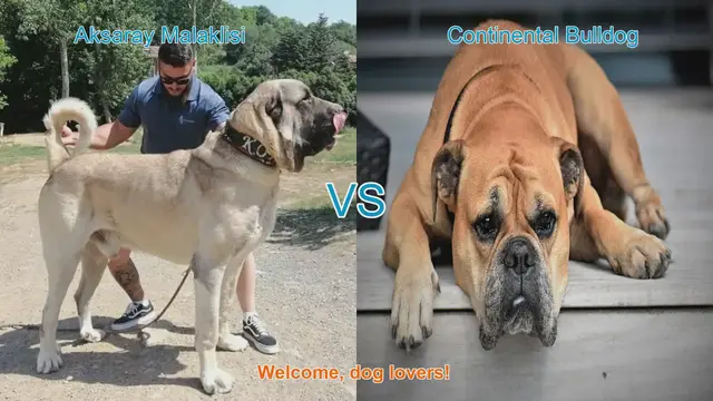 Video thumbnail for Aksaray Malaklisi vs. Continental Bulldog: A Comprehensive Comparison