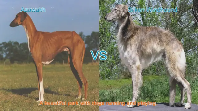 Video thumbnail for Azawakh vs. Silken Windhound: A Comparison of Elegance and Grace