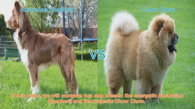 Video thumbnail for Australian Shepherd vs. Chow Chow: A Breed Comparison