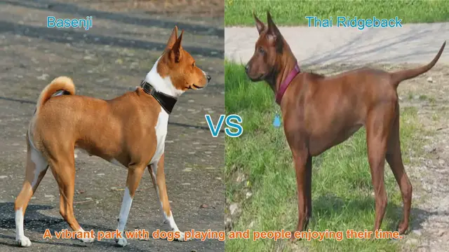 Video thumbnail for Basenji vs. Thai Ridgeback: A Comparative Guide
