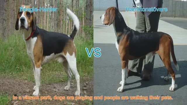 Video thumbnail for Playful Beagle-Harrier and Athletic Hamiltonstövare: Breed Comparison