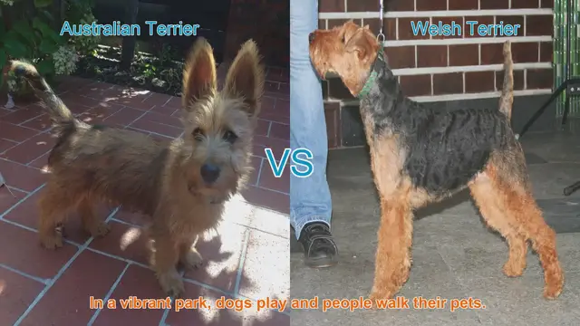Video thumbnail for Australian Terrier vs. Welsh Terrier: A Breed Comparison