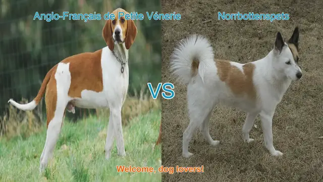 Video thumbnail for Dog Breed Comparison: Anglo-Français de Petite Vénerie vs. Norrbottenspets