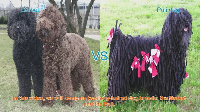 Video thumbnail for Barbet vs. Puli: A Comparison of Long-Haired Dog Breeds