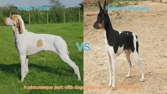 Video thumbnail for Ariège Pointer vs. Ratonero Murciano: A Comprehensive Breed Comparison