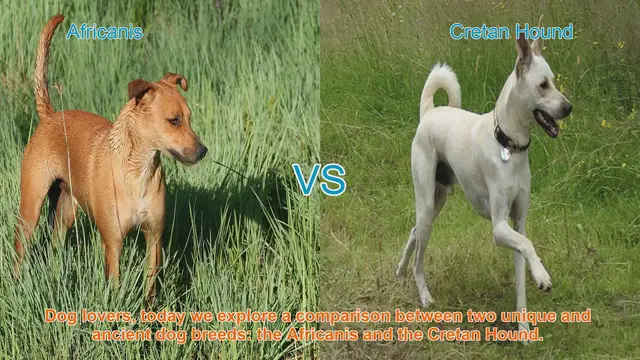 Video thumbnail for Africanis vs. Cretan Hound: A Comparative Guide to Two Ancient Dog Breeds