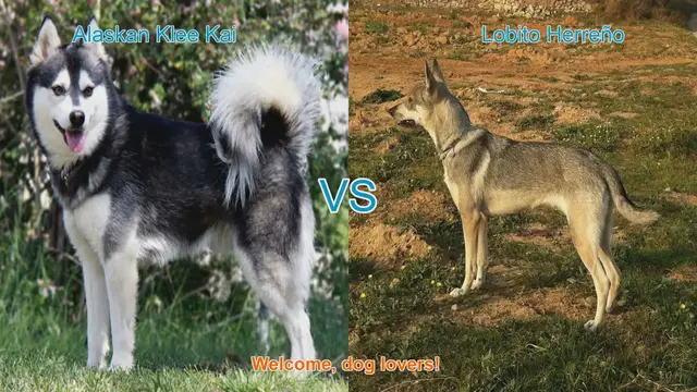 Video thumbnail for Alaskan Klee Kai VS Lobito Herreño