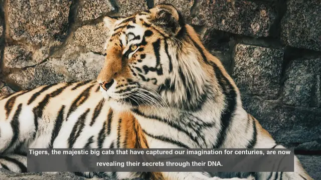Video thumbnail for 10 Key Discoveries in Tiger DNA Research