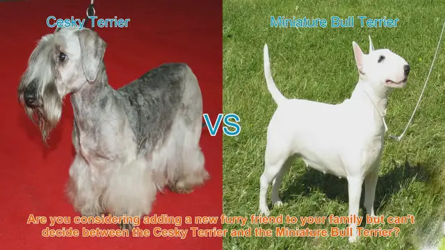 Video thumbnail for Cesky Terrier vs. Miniature Bull Terrier: Choosing the Perfect Canine Companion
