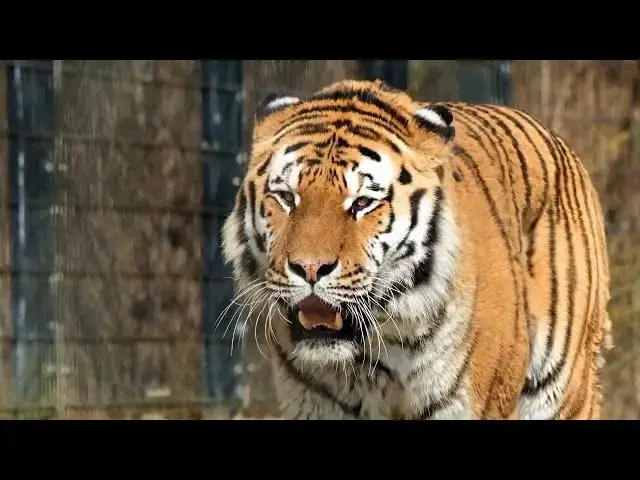 Video thumbnail for How Tiger Territories Create Safe Zones for Other Species?