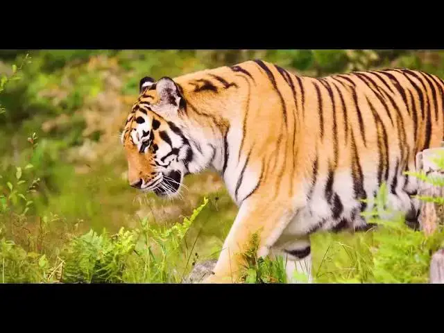 Video thumbnail for How Tigers Utilize Shade and Sun to Regulate Body Heat?