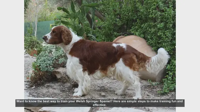 Video thumbnail for Effective Training Tips for Your Welsh Springer Spaniel