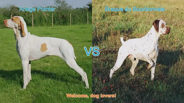 Video thumbnail for Ariège Pointer vs. Braque du Bourbonnais: A Comprehensive Comparison