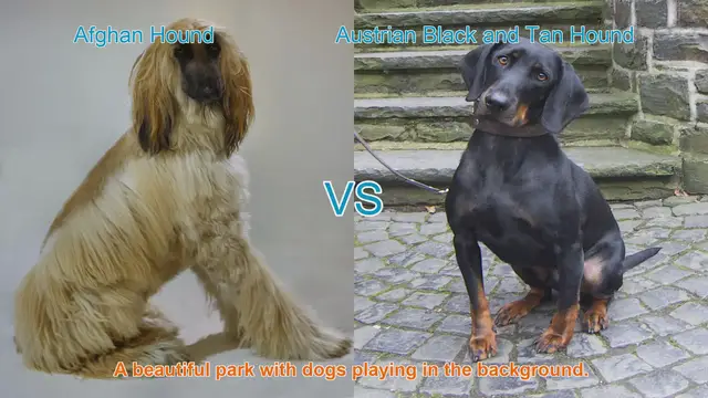 Video thumbnail for Exploring the Afghan Hound and Austrian Black and Tan Hound