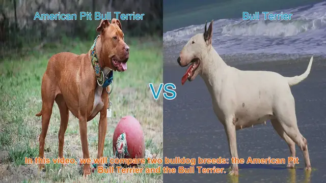 Video thumbnail for American Pit Bull Terrier vs. Bull Terrier: A Breed Comparison