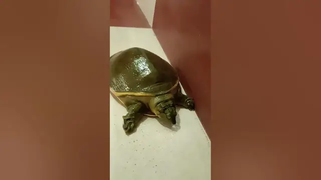 Video thumbnail for Turtle