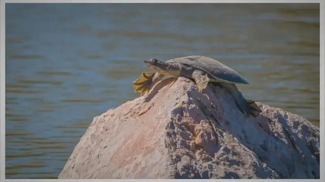 'Video thumbnail for The Surprising Truth: How Long Can Softshell Turtles Be Out of Water?'