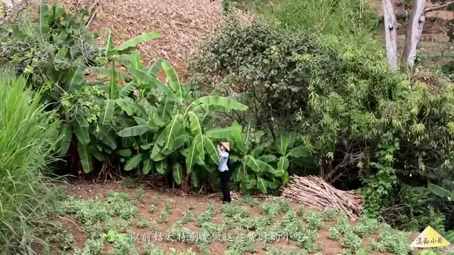 Video thumbnail for 麦芽茶也叫糖渣，是一道健脾开胃的云南特色小食【滇西小哥】 (720p 25fps)