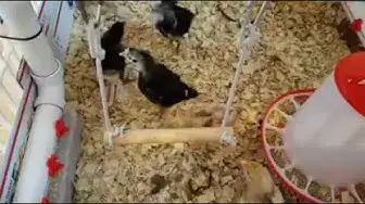 'Video thumbnail for Baby chicks on a swing!'